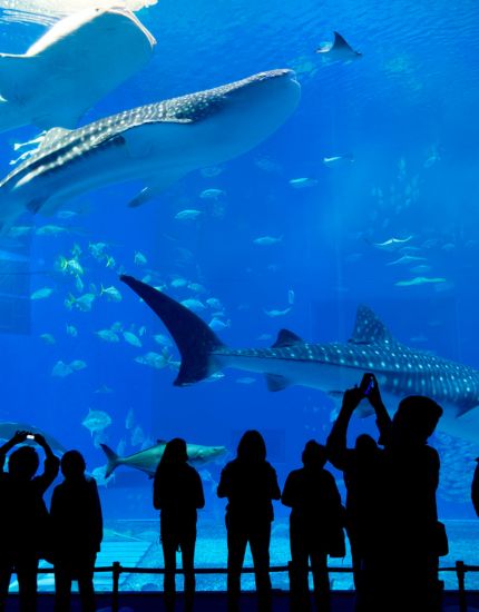 dubai aquarium