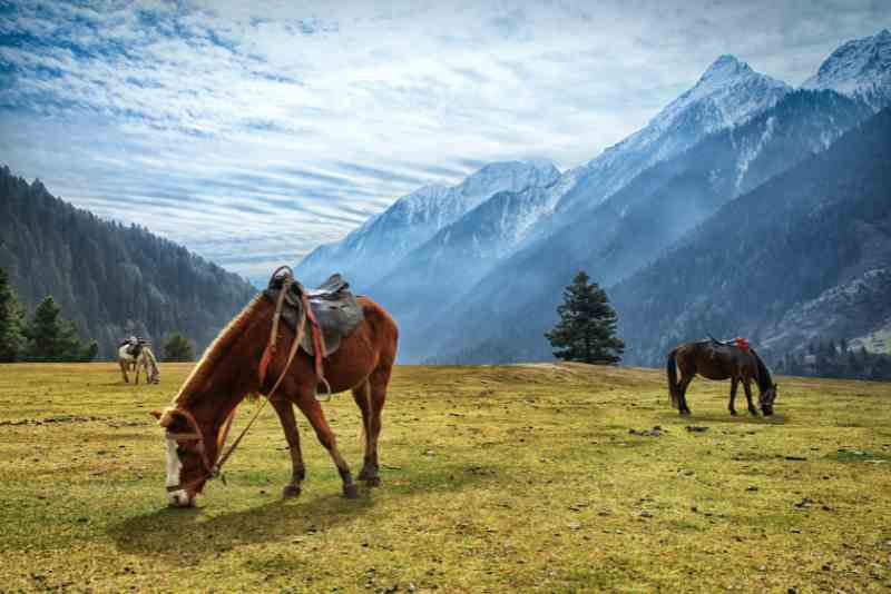 Kashmir Honeymoon Heaven: 5 Nights in the Lap of Nature